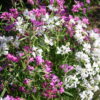 Clarkia Pink Fairies - Image 8