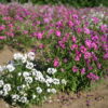 Clarkia Pink Fairies - Image 7