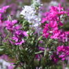 Clarkia Pink Fairies - Image 13