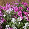 Clarkia Pink Fairies - Image 14
