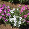 Clarkia Pink Fairies - Image 16