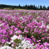 Clarkia Pink Fairies - Image 9