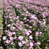 Rose Mallow - Dwarf Pink - Image 124