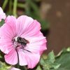 Rose Mallow - Dwarf Pink - Image 125