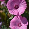 Rose Mallow - Dwarf Pink - Image 126