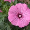Rose Mallow - Dwarf Pink - Image 127