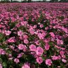 Rose Mallow - Dwarf Pink - Image 128