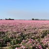 Rose Mallow - Dwarf Pink - Image 130