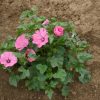Rose Mallow - Dwarf Pink - Image 129